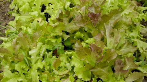 Salad in the garden Stock Footage 136550869