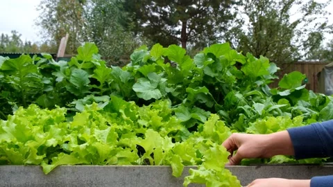 Salad in the garden Vidéo 196985838