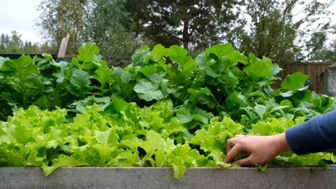 Salad in the garden Stock Footage 196986025