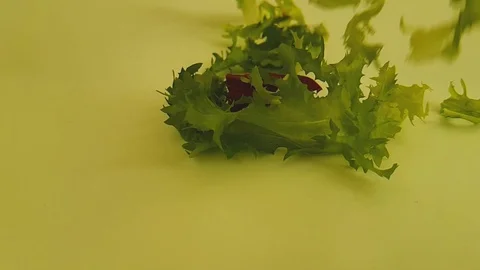 Salad green on a white background drops, slow-motion shot Stock Footage 87608381