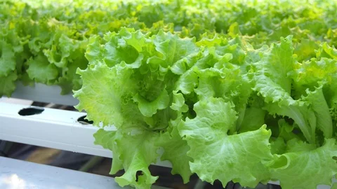 Salad in greenhouse 2 動画素材 93796356