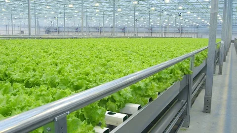 Salad in GreenHouse 動画素材 93792509