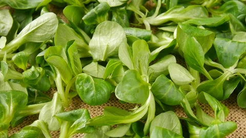 Salad greens on the table. 스톡 동영상 251414421