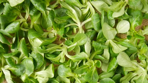 Salad greens on the table. Video stock 297365131