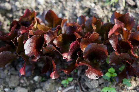 Salad growing Foto stock