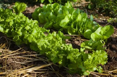 Salad growing Stock Photos