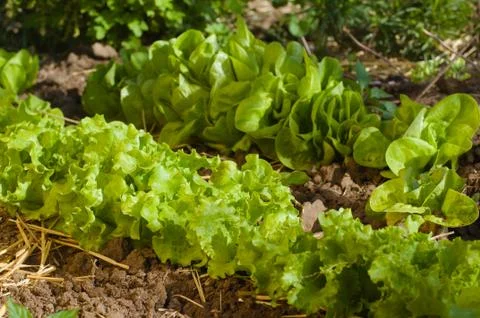 Salad growing Stock Photos
