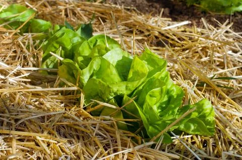 Salad growing Stock Photos