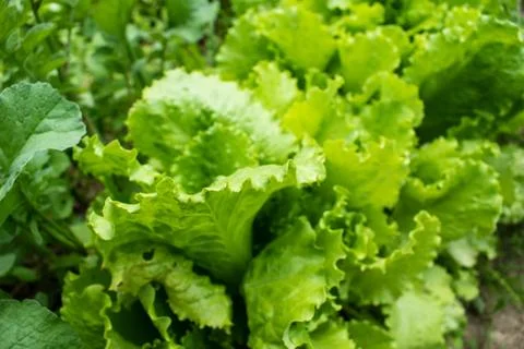 The salad grows on the farm Stock Photos