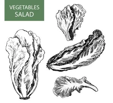 Salad Stock Illustration