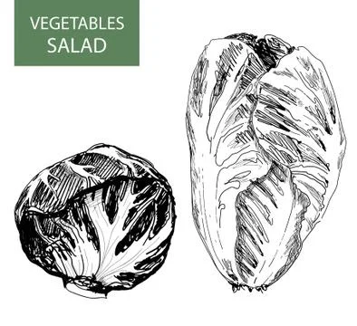 Salad Stock Illustration