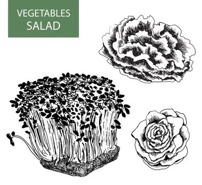 Salad Stock Illustration