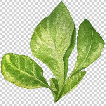 Salad Stock Illustration