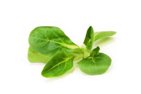 Salad isolated Stock Photos