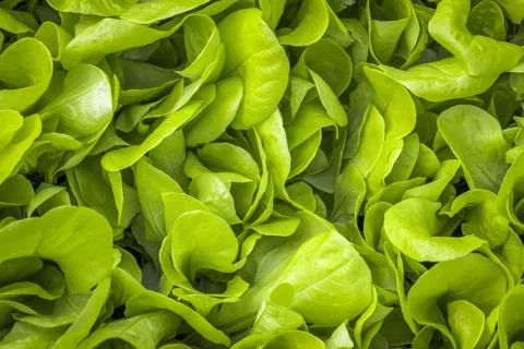 Salad leaf on a bed Stock Photos