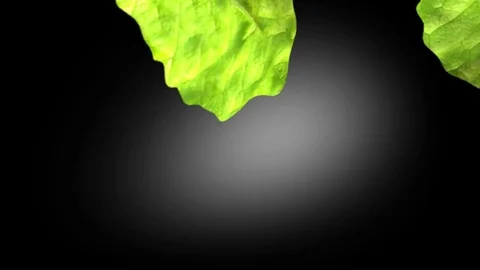 Salad leaf. Lettuce isolated on black background Stock Footage 71012466