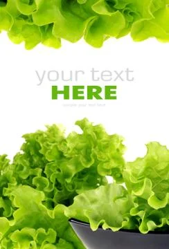 Salad leaf Stock Photos
