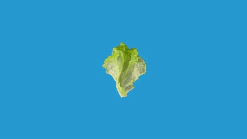 Salad leaf spinning around in loop motion Stock Footage 142313204