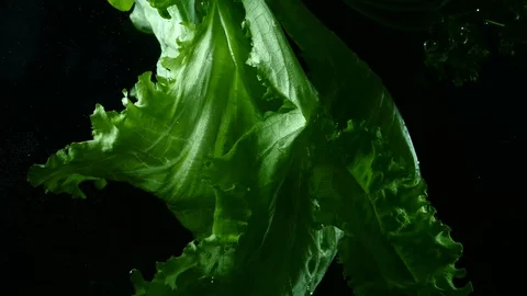 Salad leaf in water on a black background Stock Footage 85986534