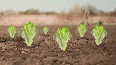 Salad leafs on farm ground Stock Footage 142314923