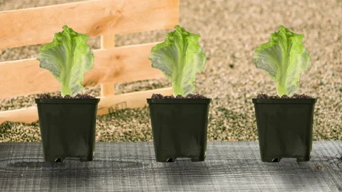 Salad leafs spinning in pots Stock Footage 142205068