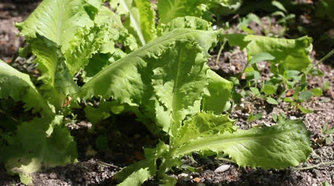 Salad leaves Stock Footage 23048655
