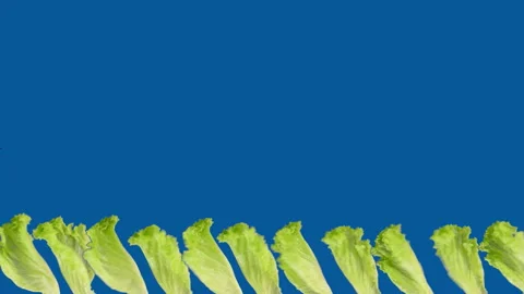 Salad lef spinning down Stock Footage 141371846