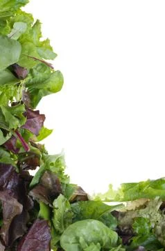 Salad lettuce frame Foto stock