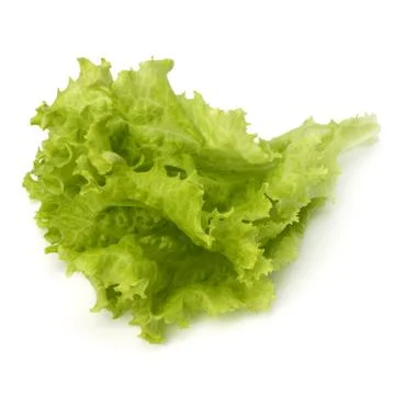 Salad lettuce Stock Photos