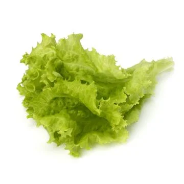 Salad lettuce Stock Photos