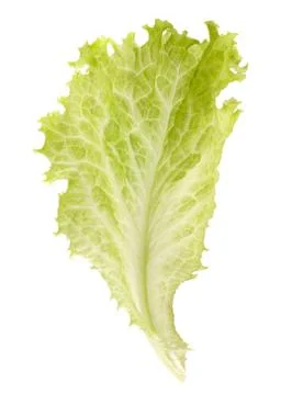 Salad lettuce Stock Photos