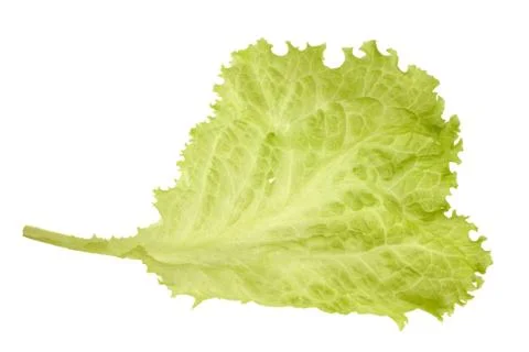 Salad lettuce Stock Photos