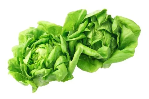 Salad lettuce Stock Photos