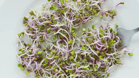 Salad with microgreens. Video stock 258579116