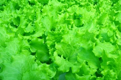Salad Stock Photos