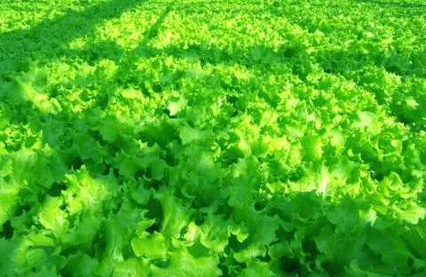 Salad Stock Photos