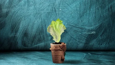 Salad in pot Stock Footage 142322408