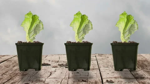 Salad in pots Stock Footage 142205043