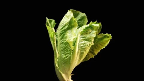 Salad Rolling On Dark Background Video stock 232366483