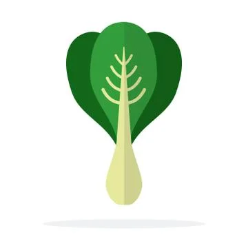 Salad Romano vector flat material design isolated object on white background. Stock Illustration