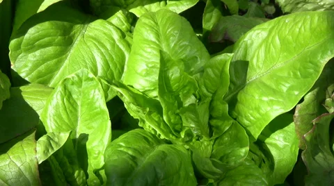 Salad with shadow Video stock 1002502