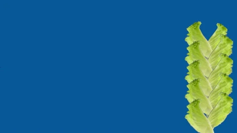 Salad spinning side side Stock Footage 141371851