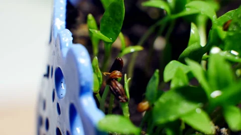 Salad sprouts. Smooth rotation. Stock Footage 87158506