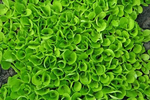 Salad texture 스톡 사진