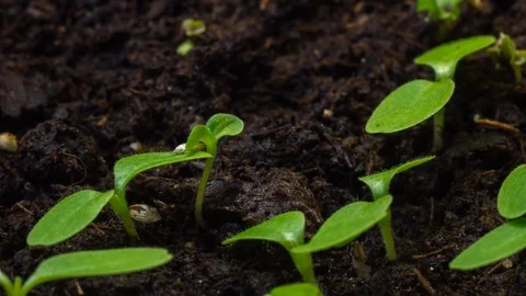 Salad timelapse growing makro Stock Footage 87927852