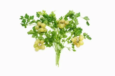 Salad tree with grapes Stock Photos