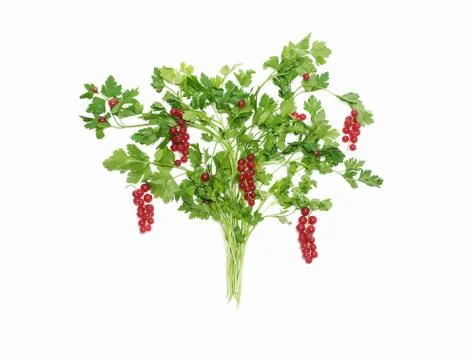 Salad tree with red currant Stock Photos