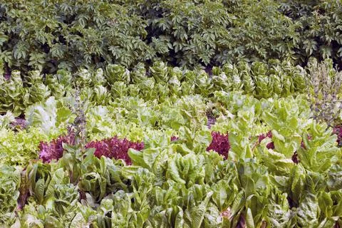 Salad vegetable growing Stock Photos