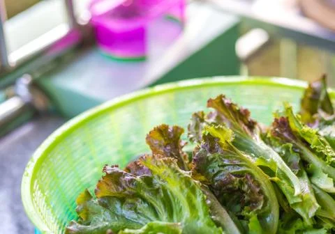Salad vegetable in the kitchen. Stock Photos