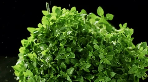 Salad Waterring Video stock 8610477